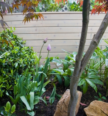 Plants